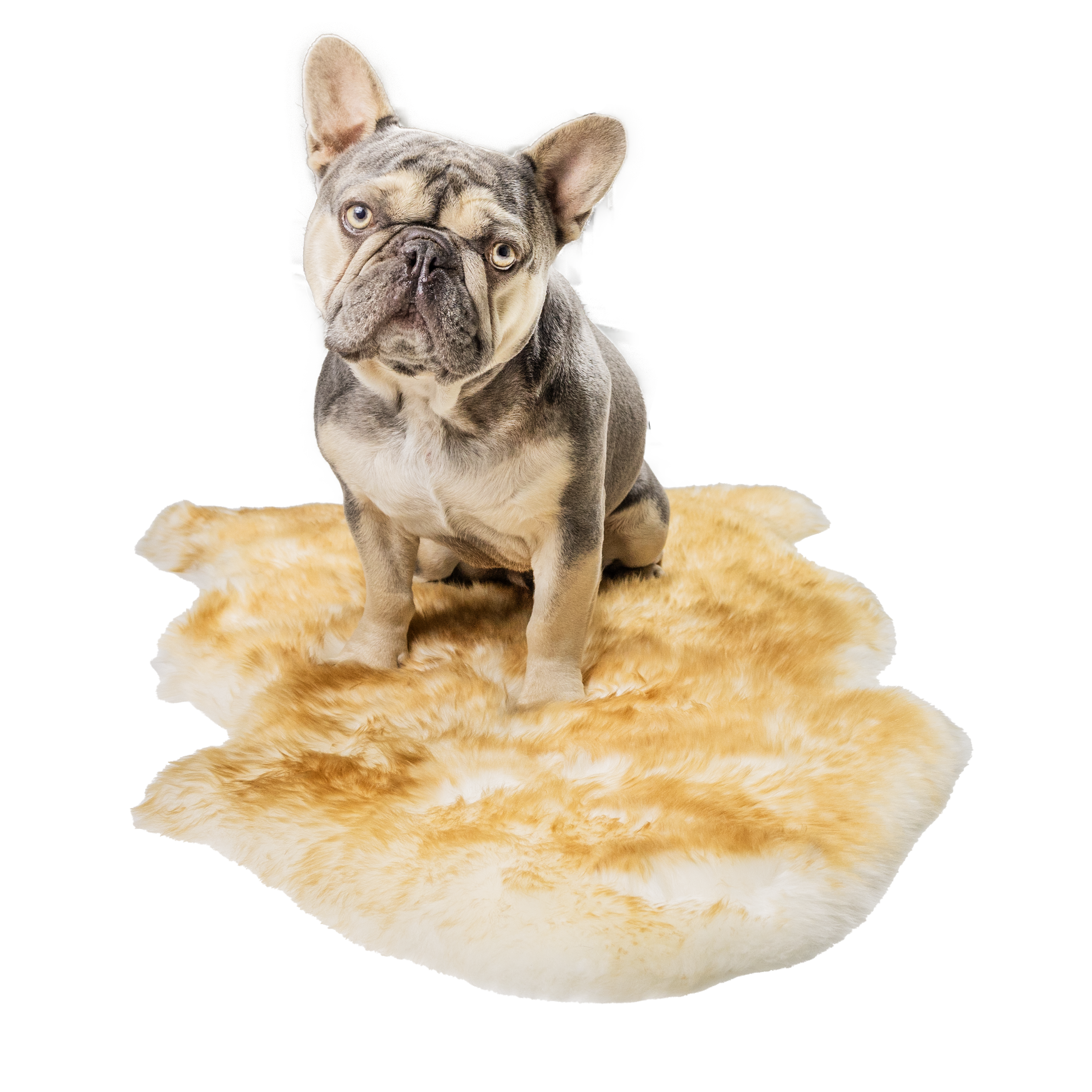 Petcare Pet Rug