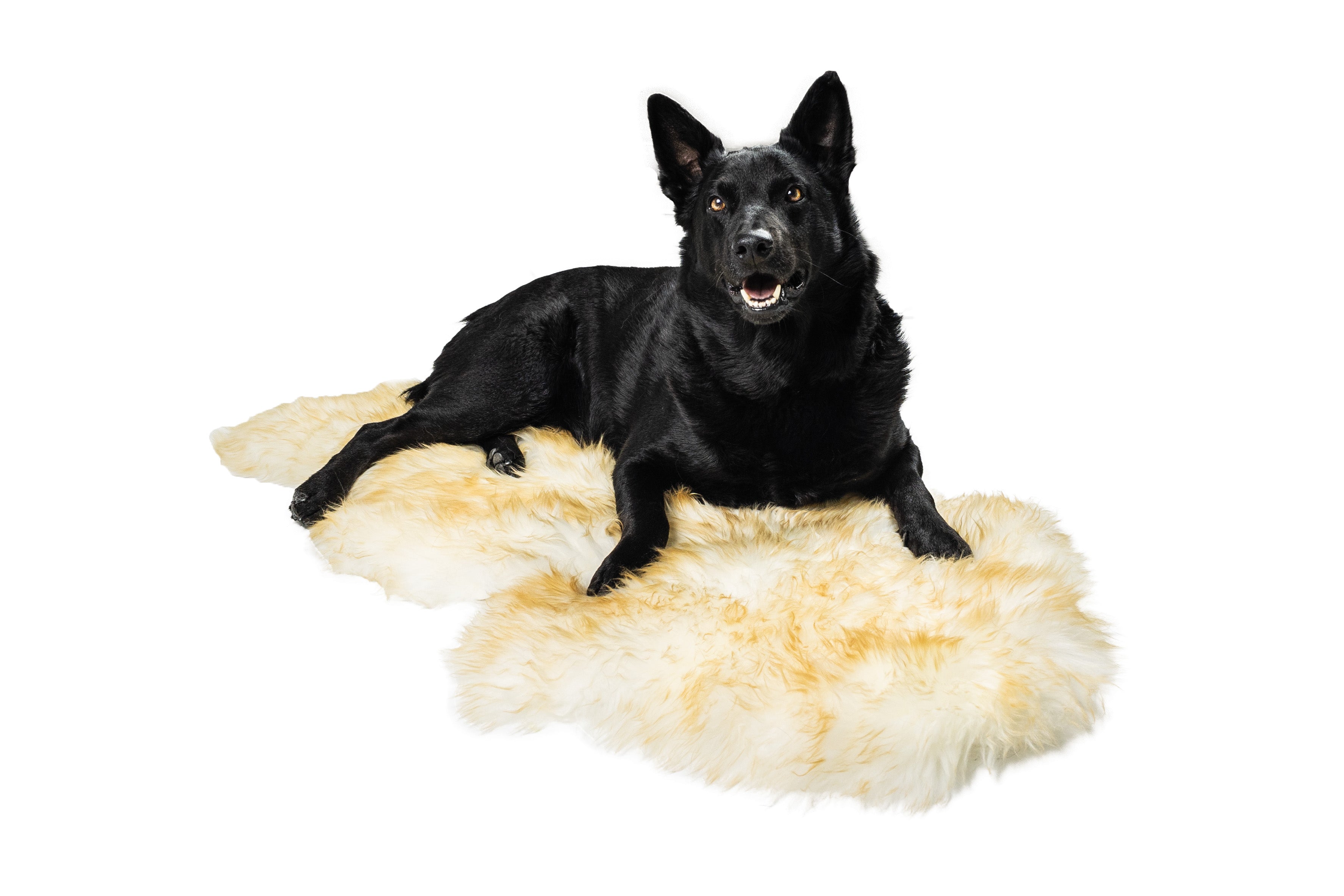 Petcare Pet Rug
